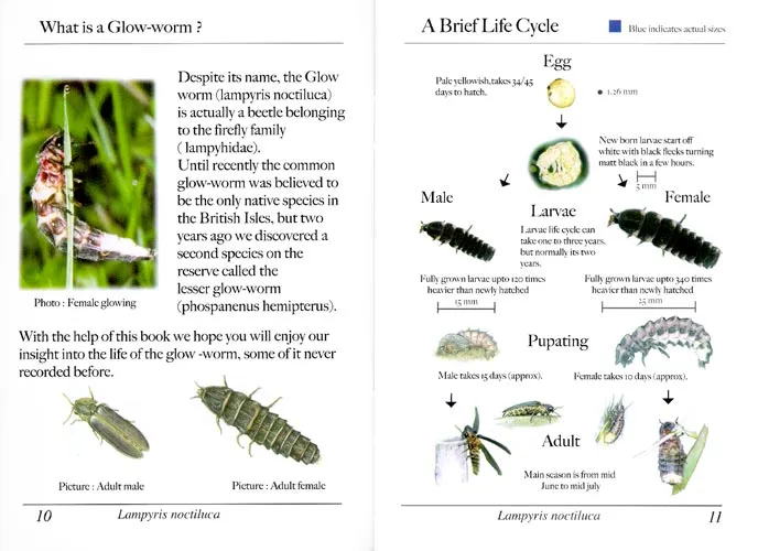 Page from The Secret Life of Glow-Worms by John Horne.