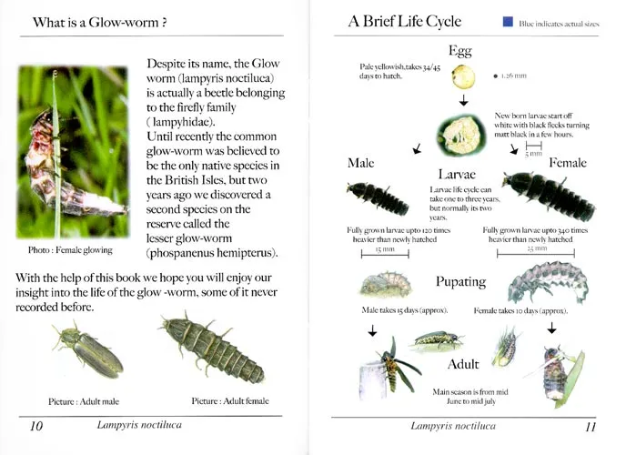 firefly life cycle