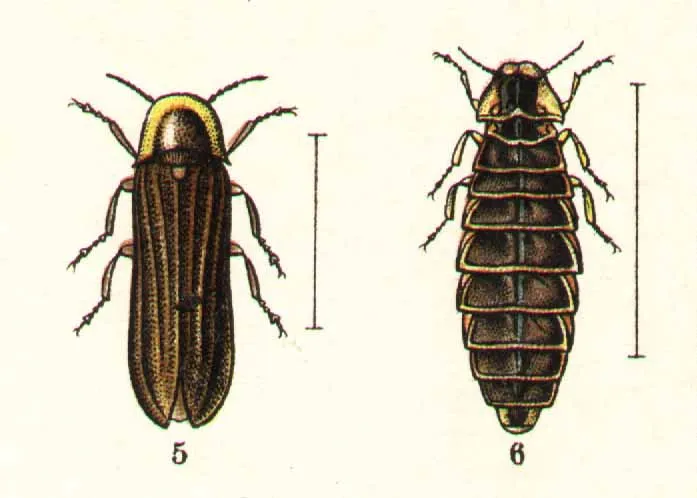 The Fascinating World of the Great British Glow-worm - Rhubarb and Wren