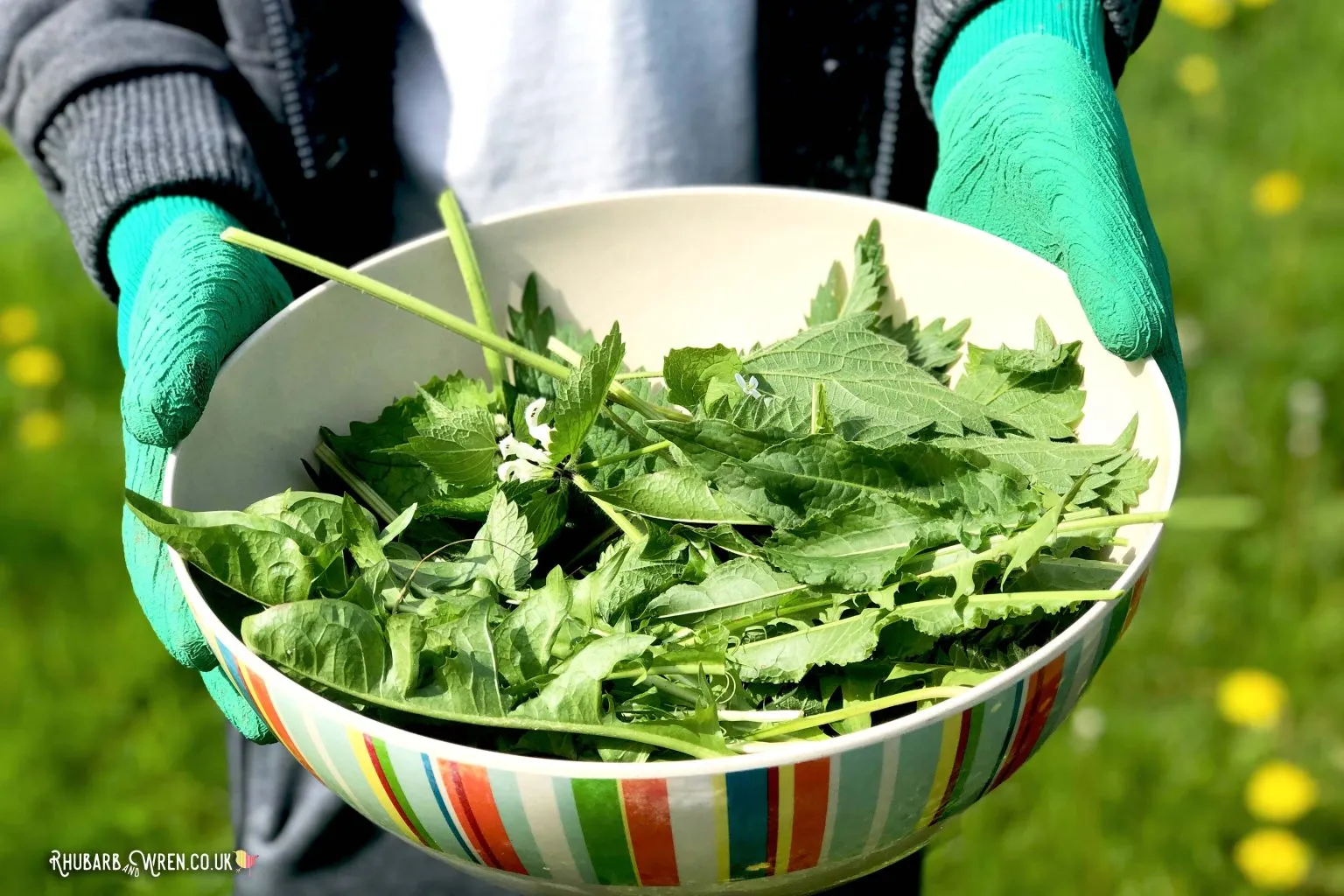 a bowl of foraged wild leaves such as nettles, dandelion and garlic mustard. Picked to make stinging nettle crips
